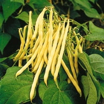 TomorrowSeeds - Golden Wax Yellow Wax Bean Seeds - 30 Count - For 2025 Planting Heirloom Beans