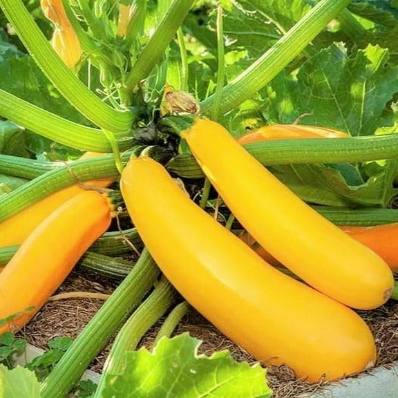 TomorrowSeeds - Golden Zucchini Seeds - 30+ Count - For 2025 Planting Heirloom Italian Yellow