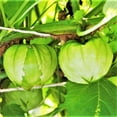 thumbnail image 1 of TomorrowSeeds - Grande Rio Verde Tomatillo Seeds - 400+ Count - For 2026 Planting Green Mexican Husk, 1 of 11