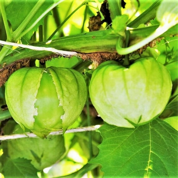 TomorrowSeeds - Grande Rio Verde Tomatillo Seeds - 1200+ Count - For 2026 Planting Green Mexican