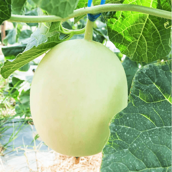 TomorrowSeeds - Green Flesh Honeydew Melon Seeds - 100+ Count - For 2026 Planting Cucumis Melo Honey