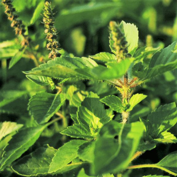 TomorrowSeeds - Green Leaf Holy Basil Seeds - 3000+ Count - For 2026 Planting Ocimum Sanctum