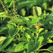 TomorrowSeeds - Green Leaf Holy Basil Seeds - 1500+ Count Packet - (Kapoor Tulsi) Ocimum Sanctum Tenuiflorum Tulasi Thai Sweet Flower Kra Pow Herb Seed For 2024