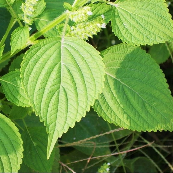 TomorrowSeeds - Green Perilla (Shiso) Seeds - 500+ Count - For 2026 Planting Ao Jiso Beefsteak Leaf