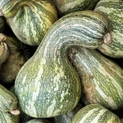 TomorrowSeeds - Green Striped Cushaw Seeds - 60+ Count Packet - Southern Kershaw Pumpkin Winter Squash Gourd Silver Garden Vegetable Seed Non GMO For 2024 Season
