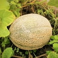 thumbnail image 1 of TomorrowSeeds - Hale's Best Jumbo Cantaloupe Seeds - 100+ Count - For 2026 Planting USA Garden Fruit, 1 of 11
