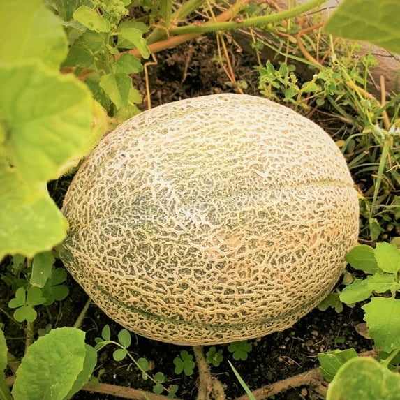 TomorrowSeeds - Hale's Best Jumbo Cantaloupe Seeds - 100+ Count - For 2026 Planting USA Garden Fruit