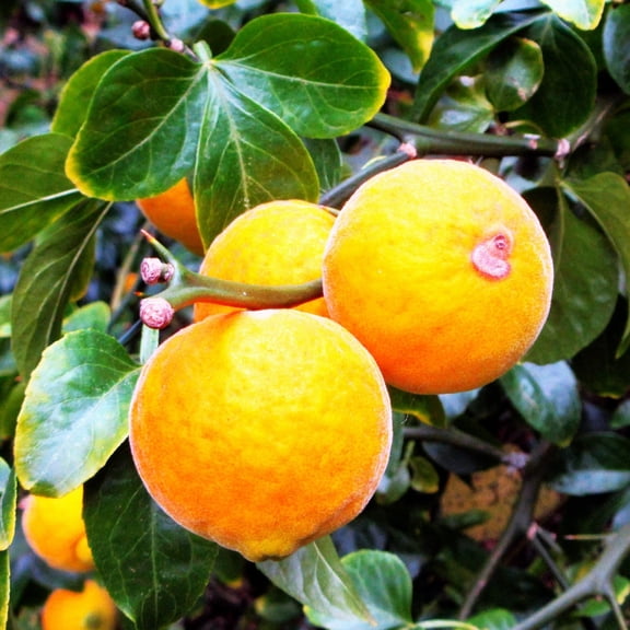 TomorrowSeeds - Hardy Orange Tree (Trifoliate) Seeds - 30+ Count - For 2026 Planting Poncirus