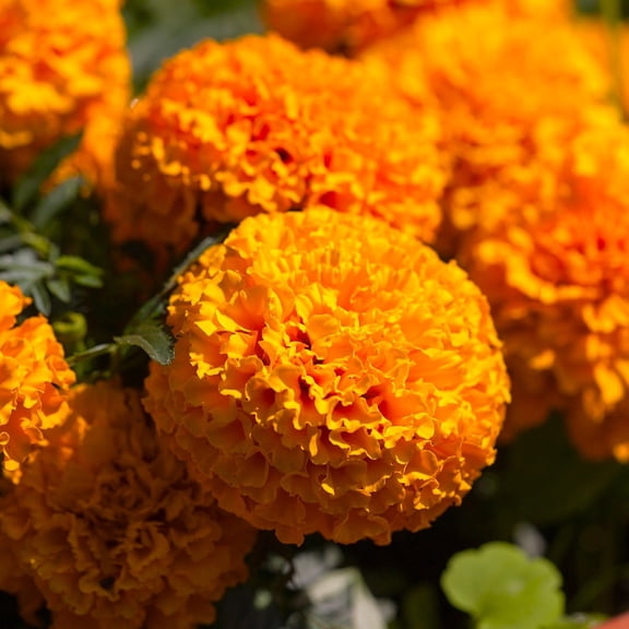 TomorrowSeeds - Hawaii Orange African Marigold Seeds - 1000+ Count - For 2025 Planting Big Beauty