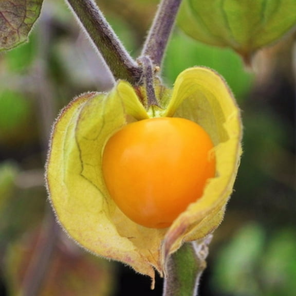 TomorrowSeeds - Hawaiian Giant Poha Berry Seeds - 200+ Count - For 2026 Planting Physalis Peruviana