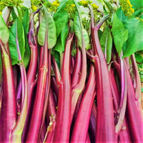 TomorrowSeeds - Hon Tsai Tai Purple Yu Choy Sum Seeds - 500  Count - For 2025 Planting Hong Caitai