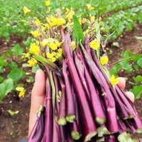 TomorrowSeeds - Hon Tsai Tai Purple Yu Choy Sum Seeds - 500  Count - For 2026 Planting Hong Caitai