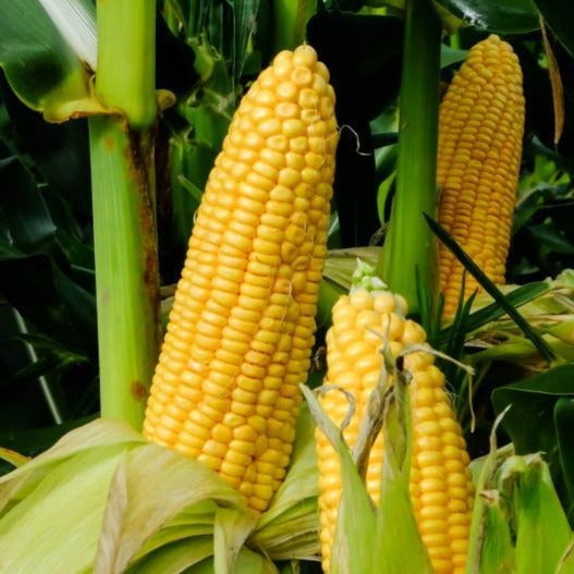 TomorrowSeeds - Honey Select Triple Sweet Corn Seeds - 30+ Count - For 2025 Planting AAS Winner