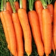 thumbnail image 1 of TomorrowSeeds - Imperator 58 Carrot Seeds - 5000+ Count - For 2026 Planting USA Garden Vegetable, 1 of 10
