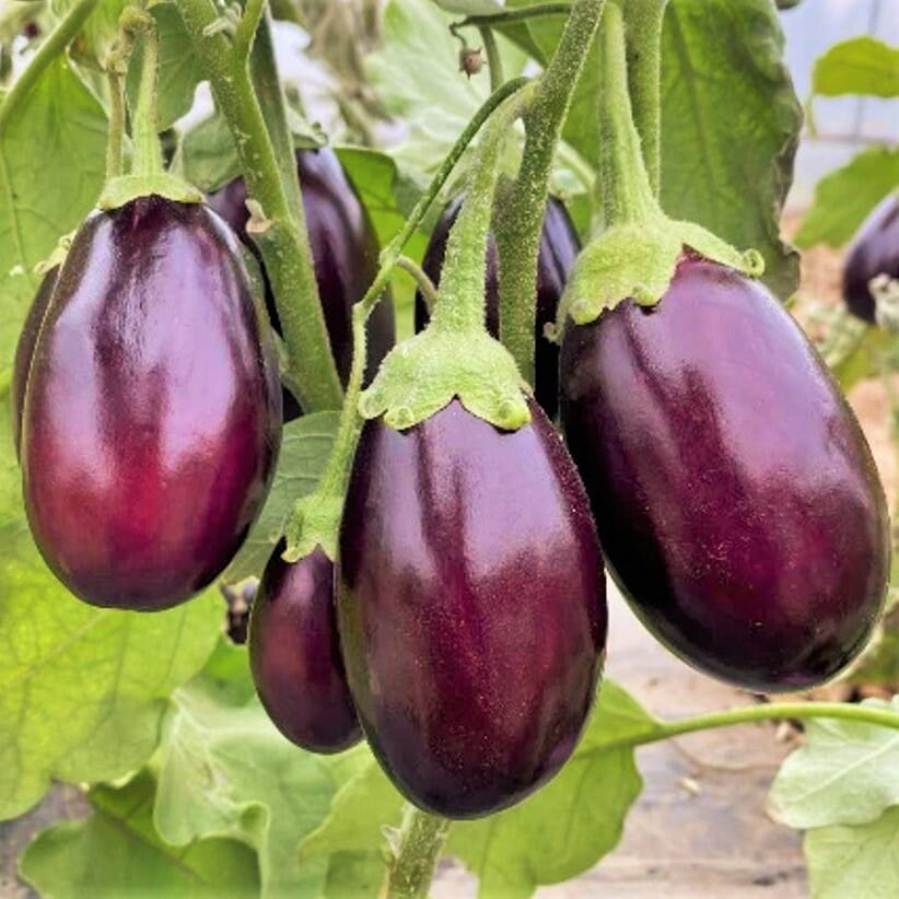 TomorrowSeeds Indian Eggplant Seeds 200+ Count Packet Brinjal