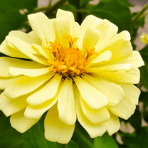 TomorrowSeeds - Isabellina Baby Yellow Zinnia Seeds - 1200  Count - For 2026 Planting Lemon Queen