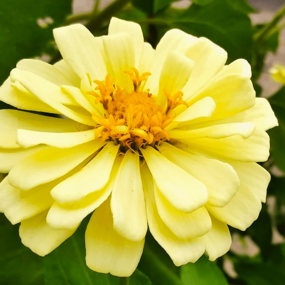 TomorrowSeeds - Isabellina Baby Yellow Zinnia Seeds - 300+ Count - For 2025 Planting Lemon Queen