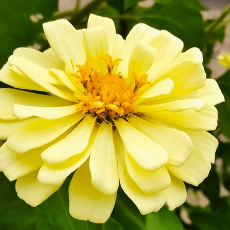 TomorrowSeeds - Isabellina Baby Yellow Zinnia Seeds - 300+ Count - For 2025 Planting Lemon Queen