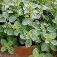 thumbnail image 1 of TomorrowSeeds - Italian Oregano Seeds - 500+ Count - For 2025 Planting Origanum Vulgare Wild, 1 of 10