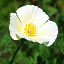 TomorrowSeeds - Ivory Castle California Poppy Seeds - 2000  Count - For 2026 Planting Cream White
