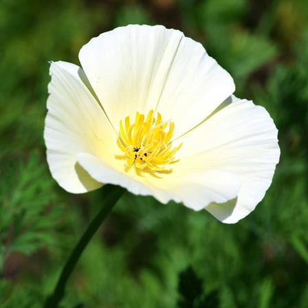 TomorrowSeeds - Ivory Castle California Poppy Seeds - 2000+ Count - For 2026 Planting Cream White