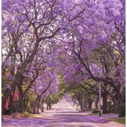 TomorrowSeeds - Jacaranda Purple Tree Seeds - 450+ Count - For 2026 Planting Jacaranda Mimosifolia