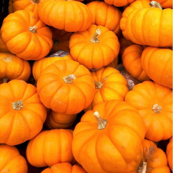 TomorrowSeeds - Jack-Be-Little Pumpkin Seeds - 30+ Count - For 2025 Planting Miniature Orange