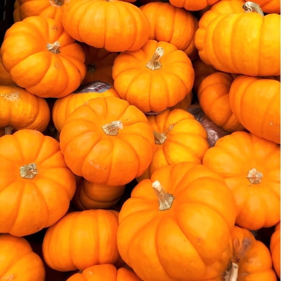 TomorrowSeeds - Jack-Be-Little Pumpkin Seeds - 180+ Count - For 2026 Planting Miniature Orange