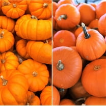 TomorrowSeeds - Jack-Be-Little and Wee-B-Little Mix Pumpkins Seeds - 30  Count - For 2025 Planting