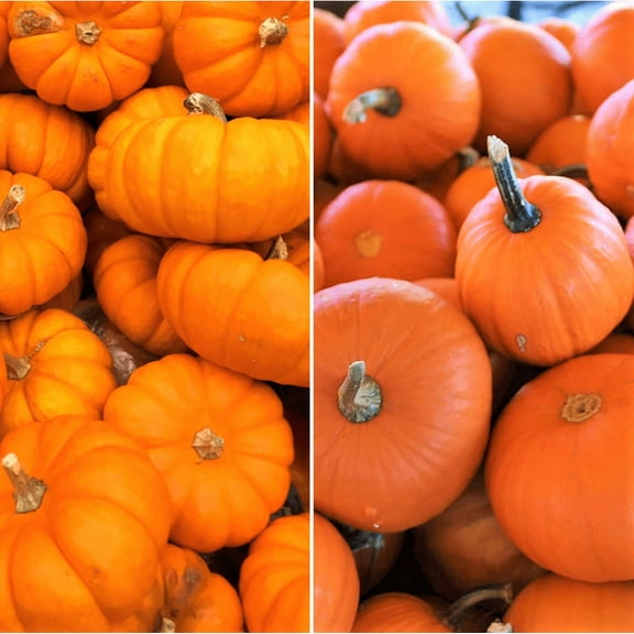 TomorrowSeeds - Jack-Be-Little and Wee-B-Little Mix Pumpkins Seeds - 30+ Count - For 2025 Planting