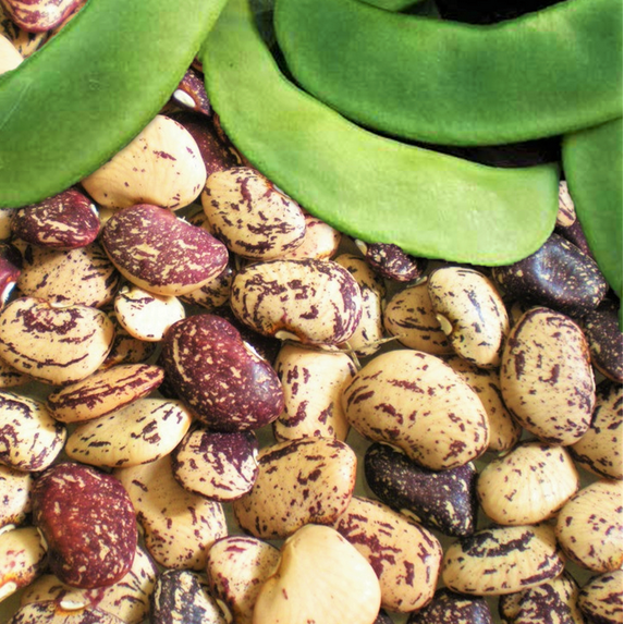 TomorrowSeeds - Jackson Wonder Lima Bean Seeds - 30+ Count - For 2025 Planting Speckled Baby Butter