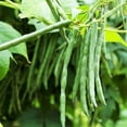 thumbnail image 1 of TomorrowSeeds - Jade Green Bean Seeds - 150+ Count - For 2026 Planting Slender Delicate Haricot Vert, 1 of 7