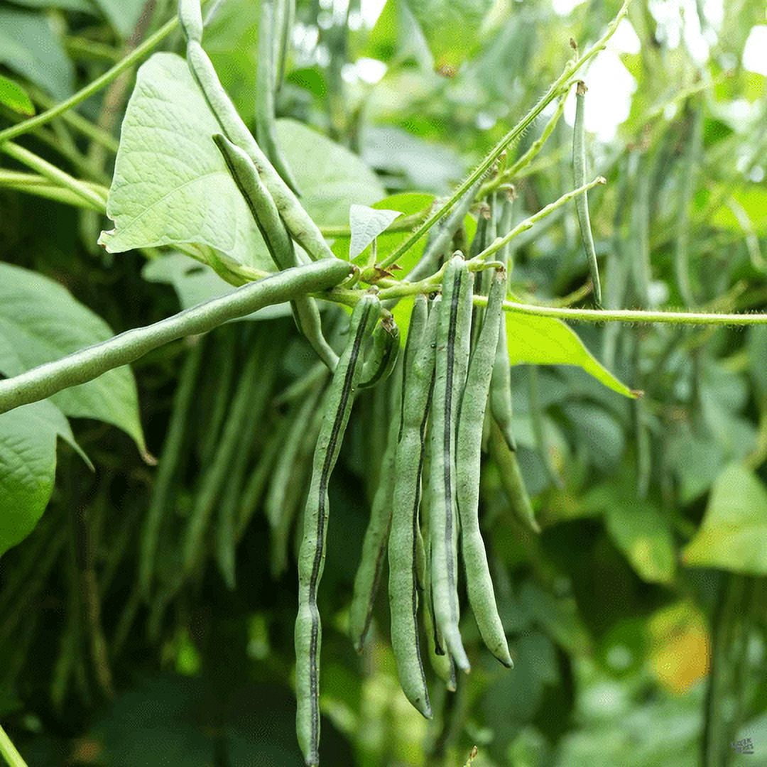 TomorrowSeeds Jade Green Bean Seeds 50+ Count Packet (Bush
