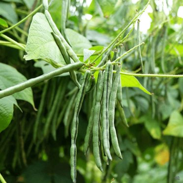 Contender Green Bean Seeds – 40 Count, Bush Style, Stringless & Non-GMO, Grown In The USA