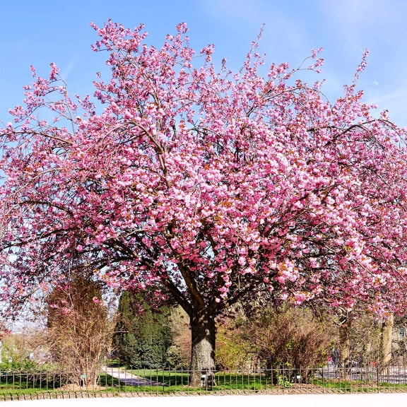 TomorrowSeeds - Japanese Cherry Blossom Tree Seeds - 30+ Count - For 2026 Planting Sakura Pink