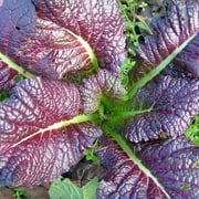 TomorrowSeeds - Japanese Giant Red Mustard Greens Seeds - 500+ Count - For 2025 Planting Non-GMO