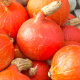thumbnail image 1 of TomorrowSeeds - Japanese Red Kuri Squash Seeds - 40+ Count - For 2026 Planting Hokkaido Orange, 1 of 9