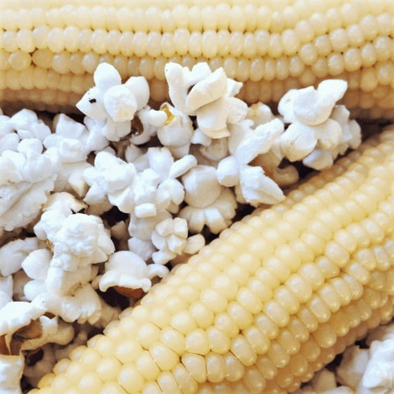 TomorrowSeeds - Japanese White Hulless Popcorn Ornamental Corn Seeds - 300+ Count - For 2026 Planting