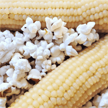 TomorrowSeeds - Japanese White Hulless Popcorn Ornamental Corn Seeds - 50+ Count - For 2025 Planting