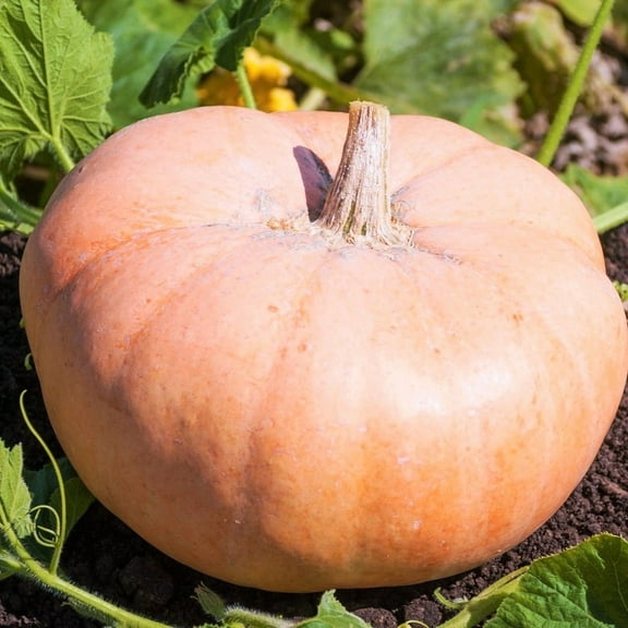 TomorrowSeeds - Jaune De Paris Pink Pumpkin Seeds - 40+ Count - For 2026 Planting Yellow Rose de