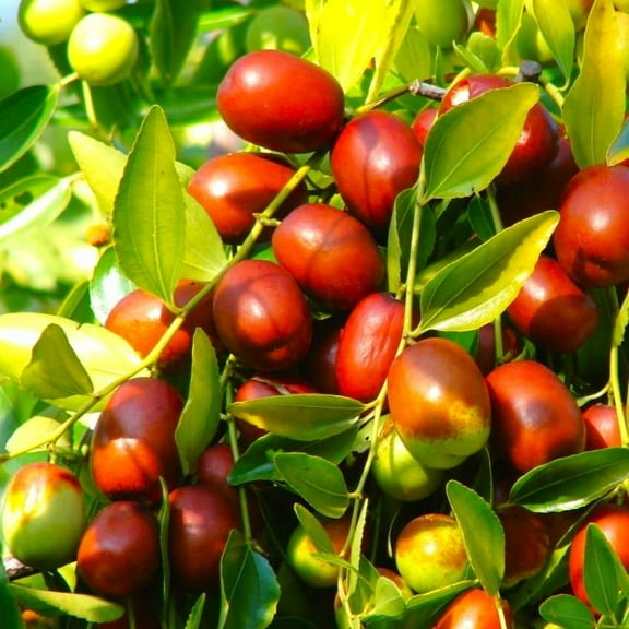 TomorrowSeeds - Jujube Tree (Chinese Red Date) Seeds - 5+ Count - For 2026 Planting Ziziphus Jujuba
