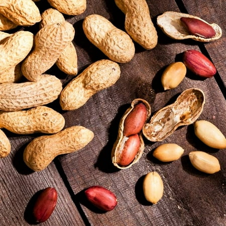 TomorrowSeeds - Jumbo Bailey Virginia Peanut Seeds - 60+ Count - For 2026 Planting Top Producer