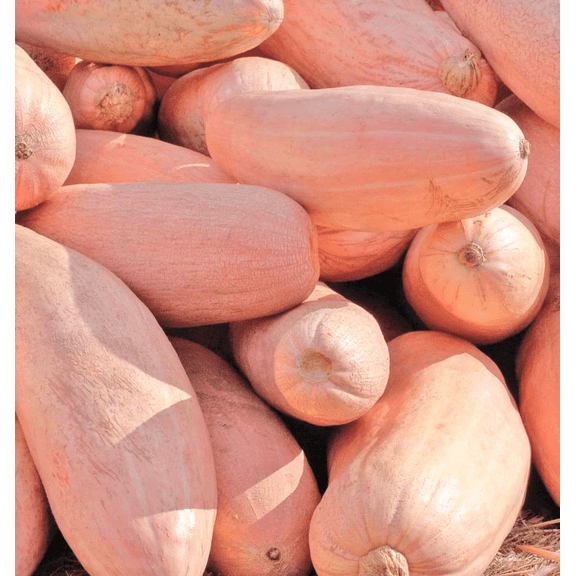 TomorrowSeeds - Jumbo Pink Banana Squash Seeds - 40+ Count - For 2026 Planting USA Garden Vegetable