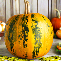 TomorrowSeeds - Kakai Hulless Pumpkin Seeds - 20  Count - For 2026 Planting Hulless Naked Dark Green