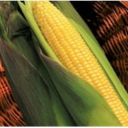TomorrowSeeds - Kandy Korn Yellow Sweet Corn Seeds - 30+ Count Packet - Red Purple Husk EH Hybrid Untreated Golden Early Harvest Non GMO Vegetable Seed for 2024