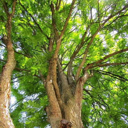 TomorrowSeeds - Kentucky Coffee Tree Seeds - 10+ Count - For 2026 Planting Gymnocladus Dioicus