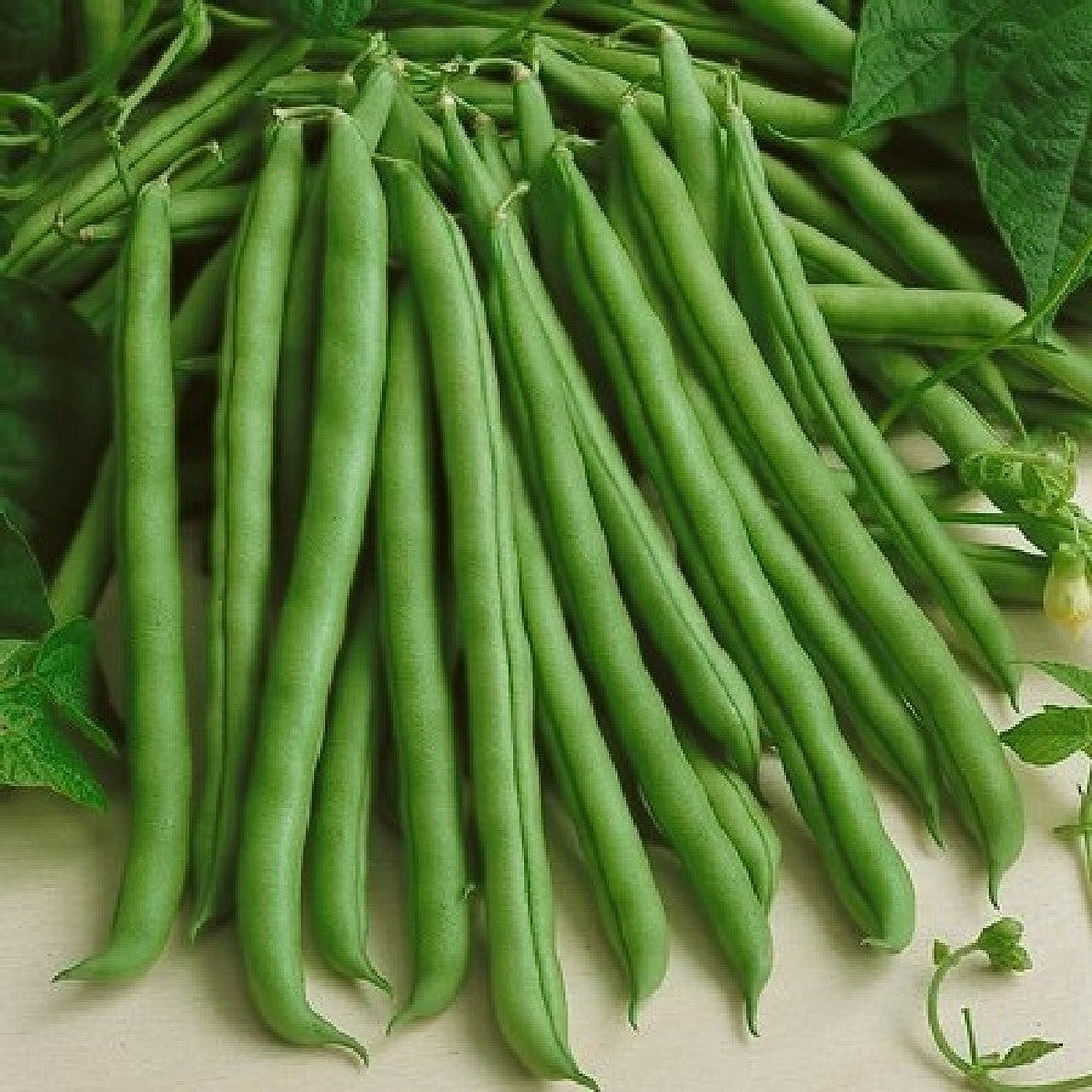 String Bea Seeds TomorrowSeeds Kentucky Wonder Green Bean Seeds, 90+ Count, Pole ...