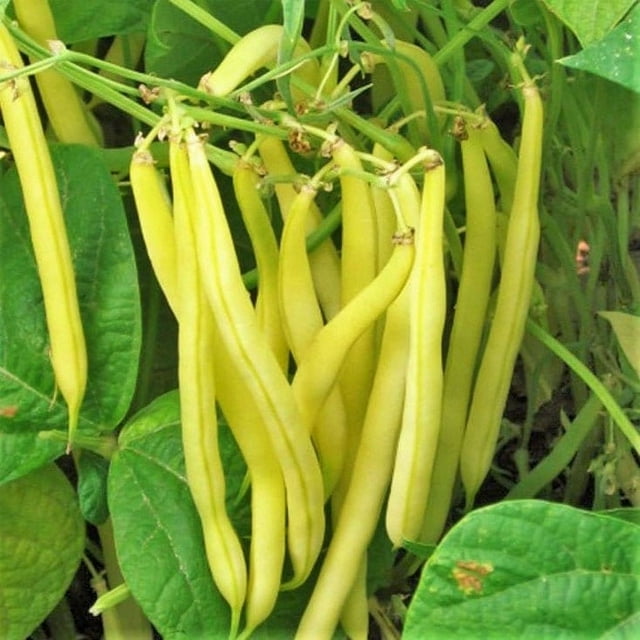TomorrowSeeds Kentucky Wonder Yellow Wax Bean Seeds 90+ Count