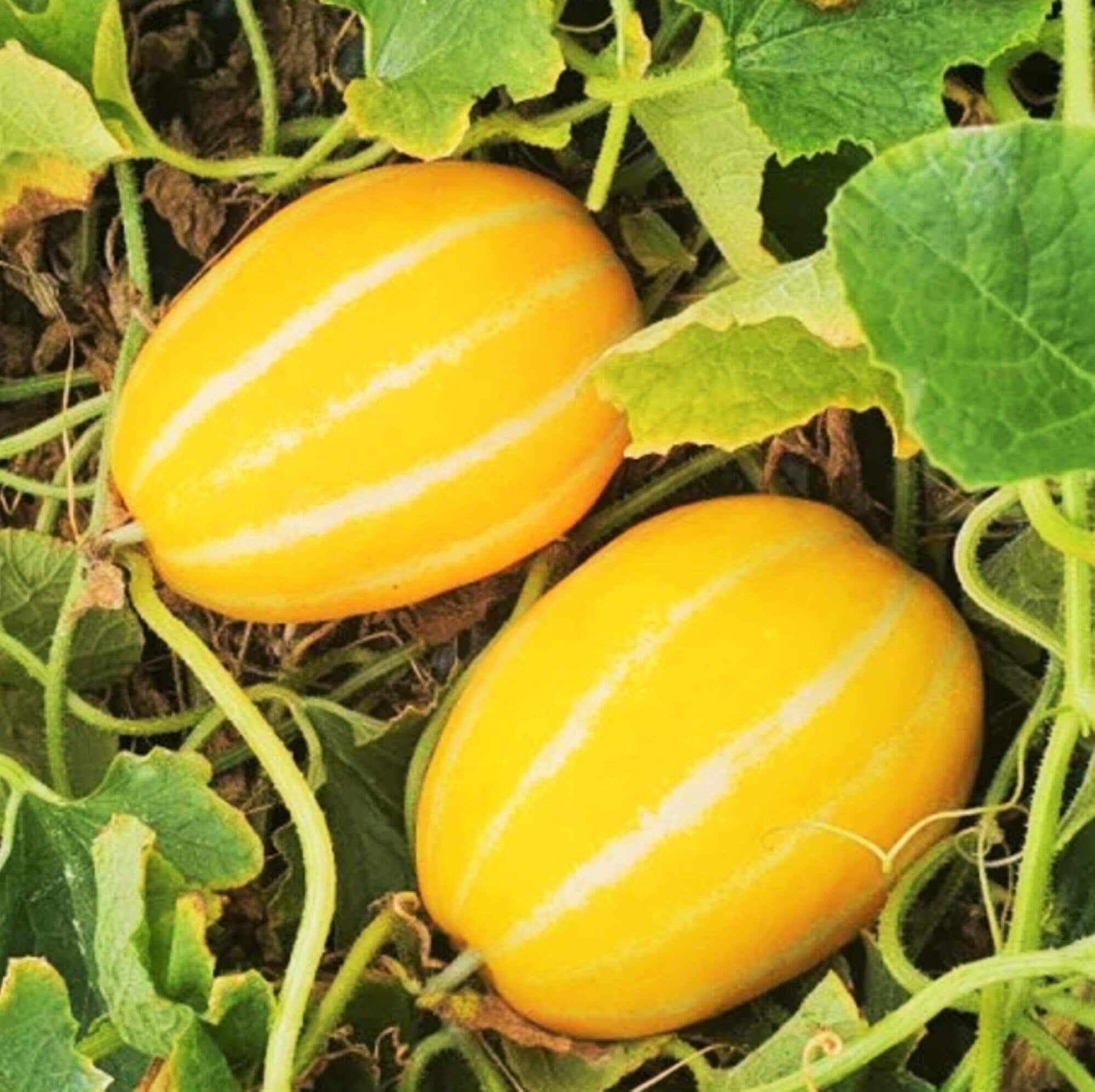 TomorrowSeeds Korean Melon Seeds 150+ Count Packet Chamoe Yellow