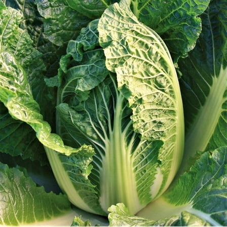 TomorrowSeeds - Kyoto No. 3 Chinese Napa Cabbage Seeds - 1000+ Count - For 2026 Planting USA Grown
